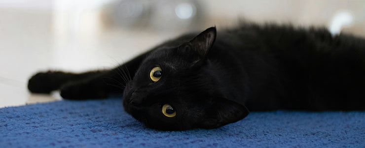 Our Cat Suki Craved Raw Protein