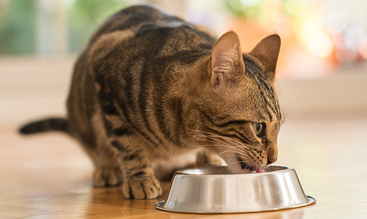 Cool Cat Facts Help Mealtime Make More Sense