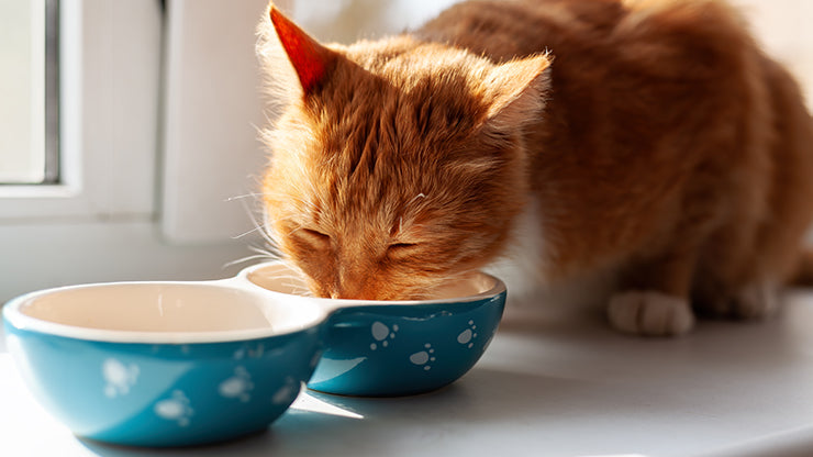 Raw Cat Food Diet: Benefits, Safety, and Why It’s a Natural Choice for Cats
