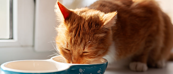 Raw Cat Food Diet: Benefits, Safety, and Why It’s a Natural Choice for Cats