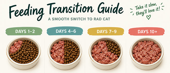 How to Transition to Rad Cat